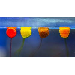 HALDORADO TORNADO Wafter Mango 12mm HALDORADO - 1 2