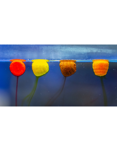 HALDORADO TORNADO Wafter Mango 12mm HALDORADO - 2