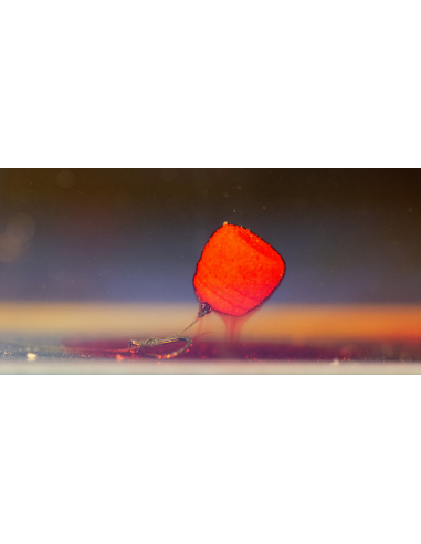 HALDORADO TORNADO Wafter Mango 12mm HALDORADO - 3