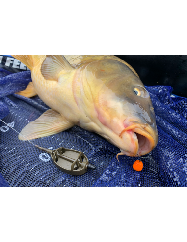 HALDORADO TORNADO Wafter Mango 12mm HALDORADO - 4