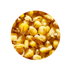 Gotowe Ziarno Genlog  - Kukurydza Scopex 1l GENLOG - 1 2