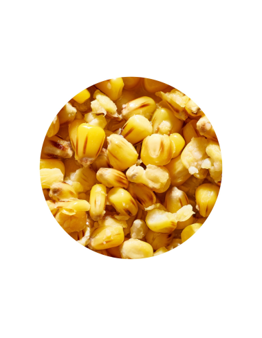 Gotowe Ziarno Genlog  - Kukurydza Scopex 1l GENLOG - 2