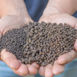 Pellet Skretting Optiline 6mm 1kg SKRETTING - 1 2